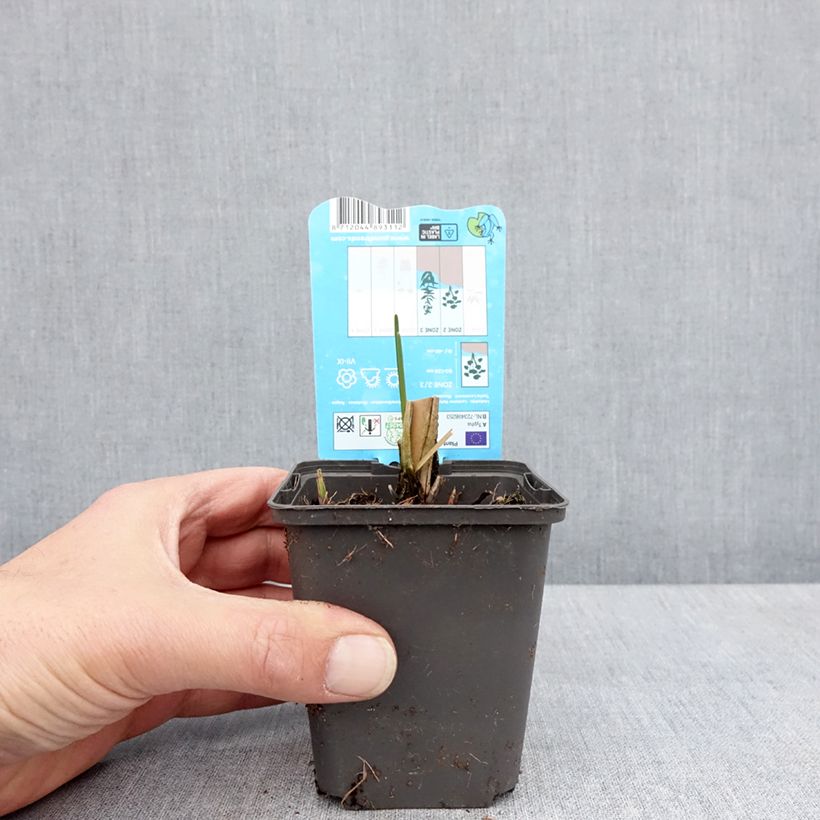 Spécimen de Typha laxmannii - Massette de Laxmann Godet de 8/9 cm tel que livré au printemps