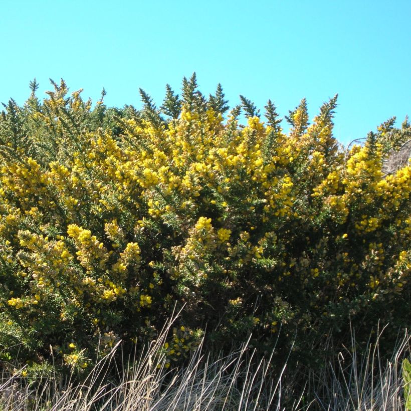Ulex europaeus - Ajonc commun (Plant habit)
