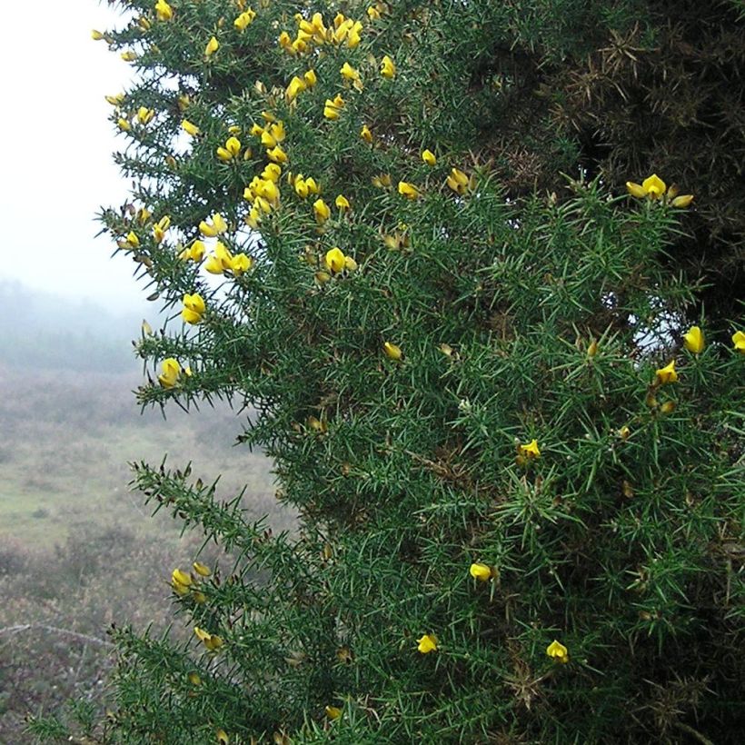 Ulex europaeus - Ajonc commun (Foliage)
