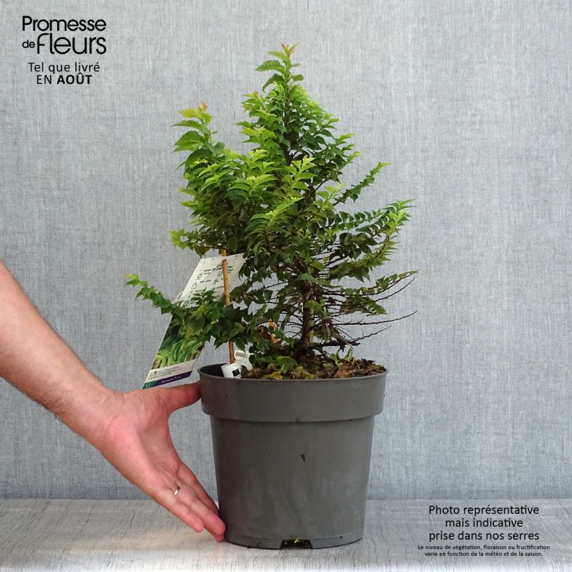 Spécimen de Ulmus hollandica Jacqueline Hillier - Orme nain Pot de 4L/5L, Buisson, Touffe tel que livré en été