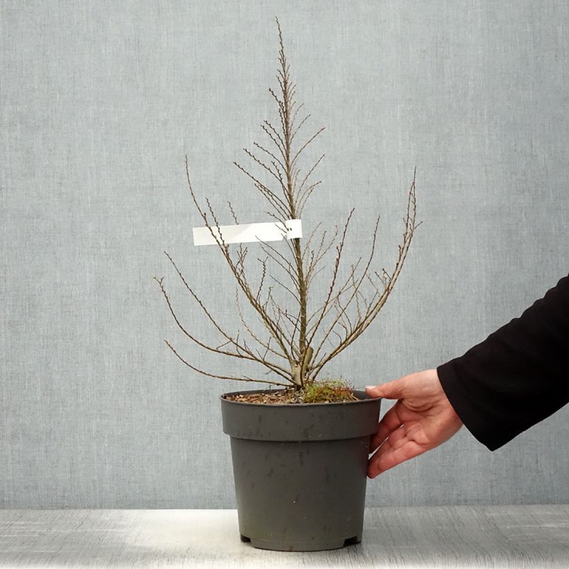 Example of Ulmus hollandica Jacqueline Hillier - Orme nain Pot de 4L/5L, Buisson, Touffe as you get in printemps