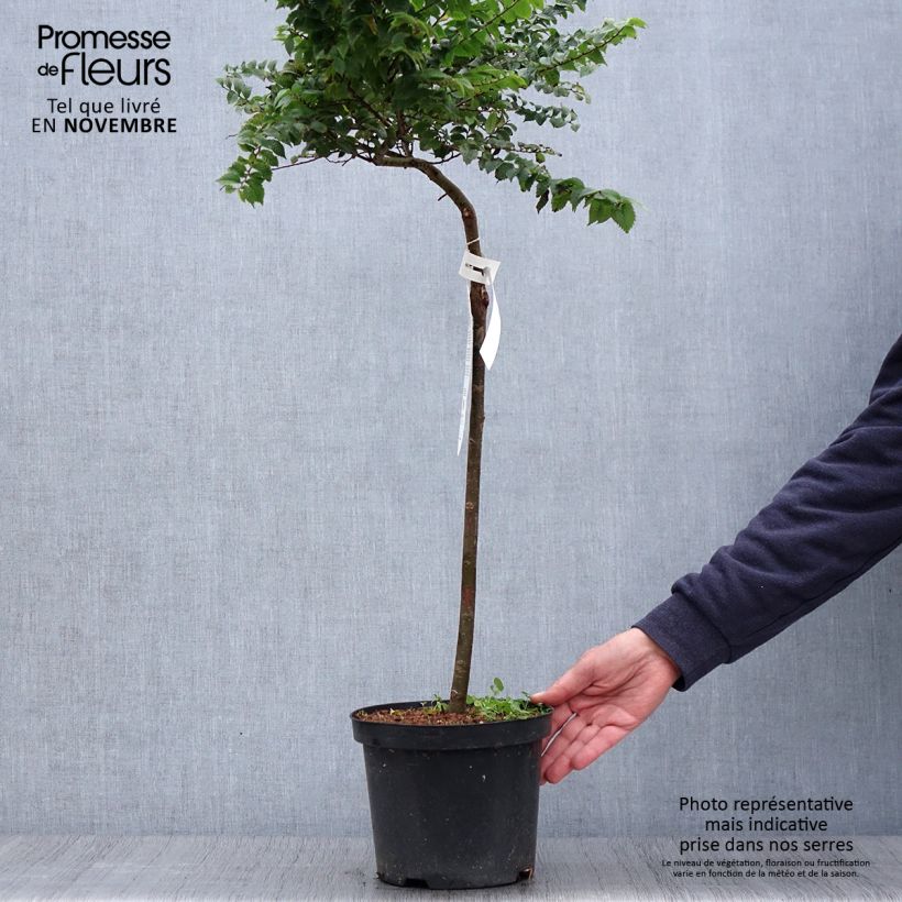 Spécimen de Ulmus hollandica Jacqueline Hillier - Orme nain Pot de 4L/5L, Tige, Tige de 60 cm tel que livré en automne