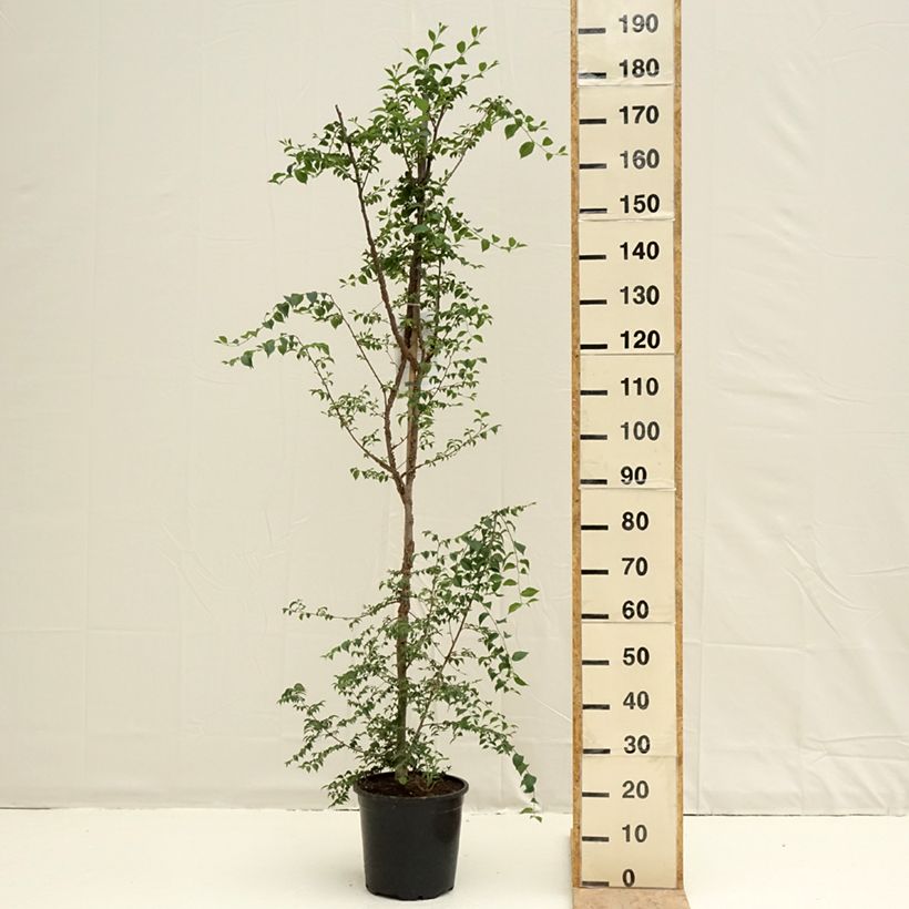 Example of Ulmus minor - Orme champêtre Pot de 7,5L/10L as you get in printemps