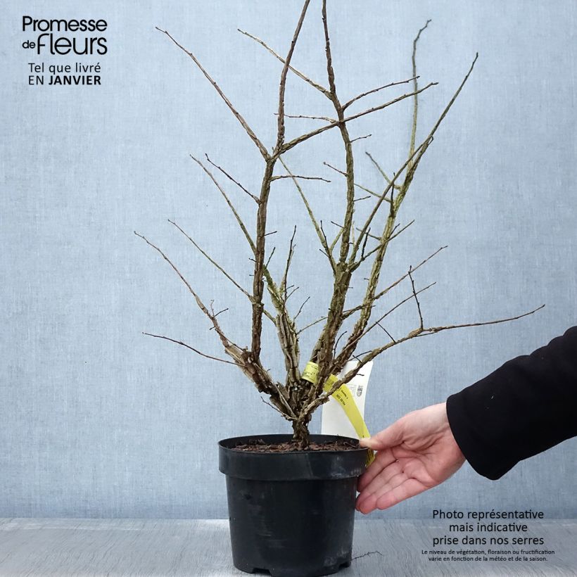 Example of Ulmus minor suberosa - Orme champêtre Pot de 3L/4L as you get in hiver