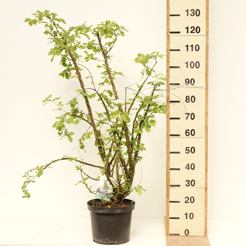 Example of Ulmus minor suberosa - Orme champêtre Pot de 7,5L/10L as you get in printemps