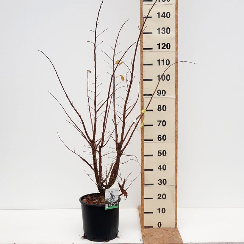 Spécimen de Ulmus minor suberosa - Orme champêtre Pot de 7,5L/10L tel que livré en automne