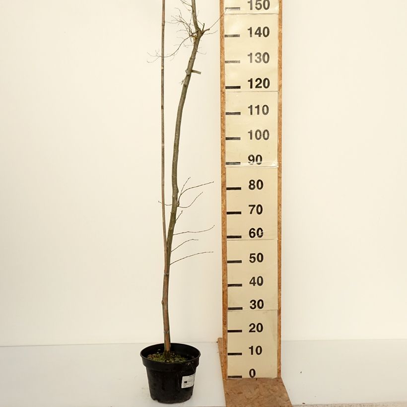 Spécimen de Ulmus  minor Viminalis Aurea - Orme à petites feuilles Pot de 4L/5L, Tige tel que livré en automne