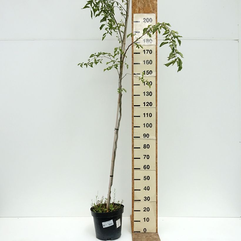 Spécimen de Ulmus minor Webbiana - Orme Pot de 12L/15L, Tige tel que livré en été