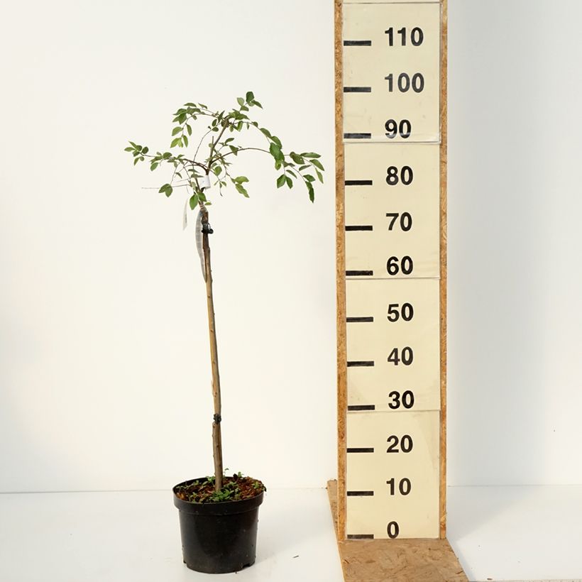 Spécimen de Ulmus parvifolia Geisha - Orme de Chine Pot de 4L/5L, Tige, Tige de 80 cm tel que livré en automne