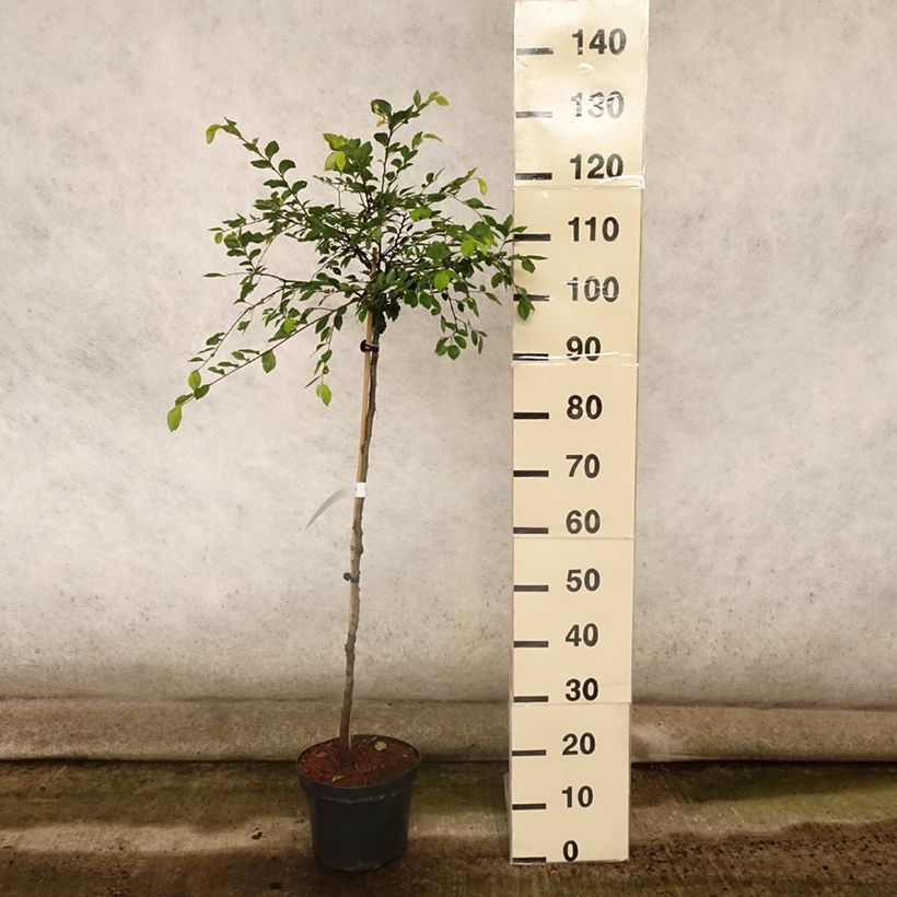 Spécimen de Ulmus parvifolia Geisha - Orme de Chine Pot de 4L/5L, Tige, Tige de 80 cm tel que livré en été