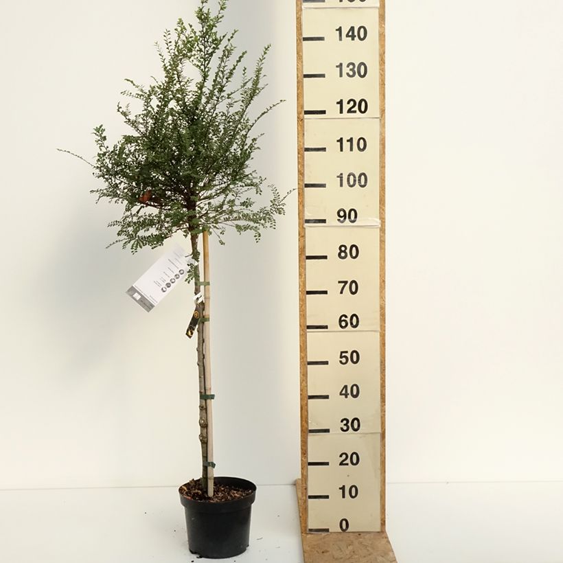 Spécimen de Ulmus parvifolia Seiju - Orme de Chine Pot de 4L/5L, Tige, Tige de 80 cm tel que livré en été