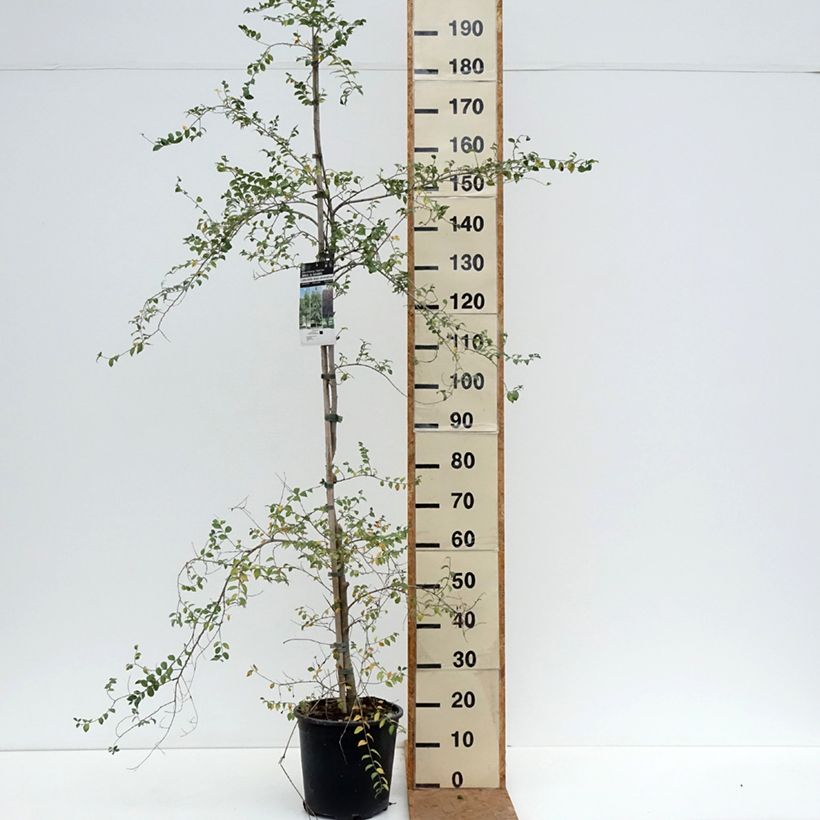 Spécimen de Ulmus pumila - Orme de Sibérie Pot de 7,5L/10L tel que livré en automne