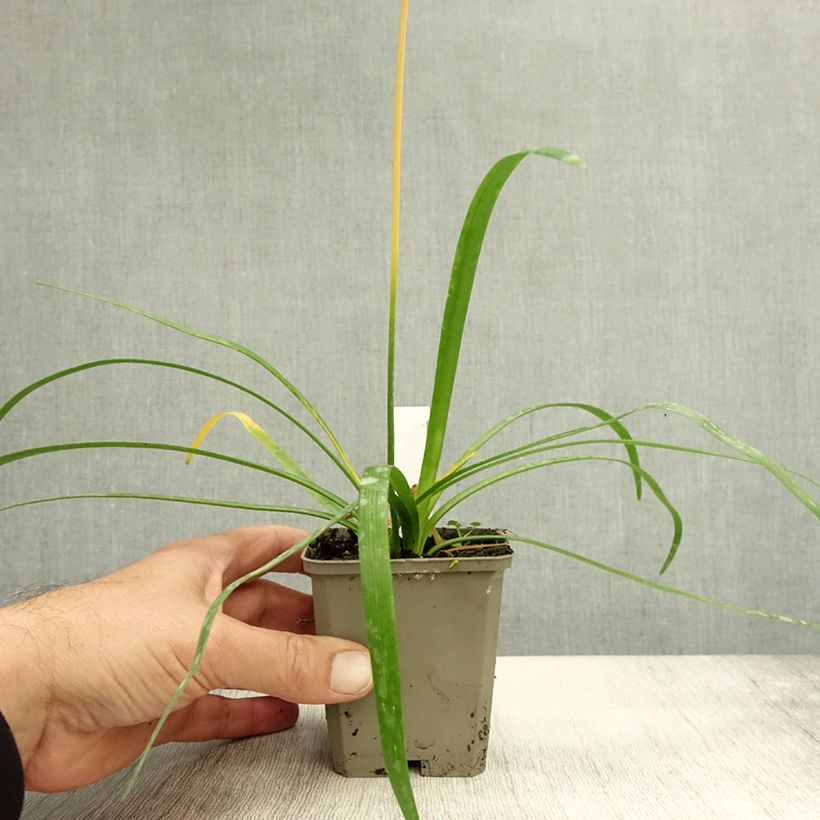 Spécimen de Uncinia rubra Everflame Pot de 2L/3L tel que livré en automne