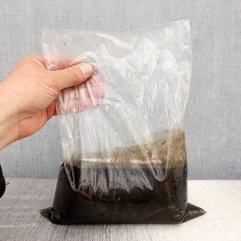 Spécimen de Utricularia vulgaris - Utriculaire commune Racines nues tel que livré au printemps