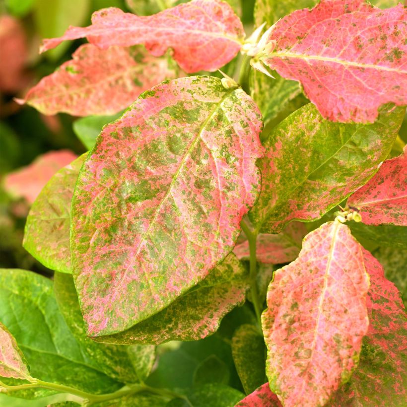 Myrtillier Flamingo - Vaccinium corymbosum (Foliage)