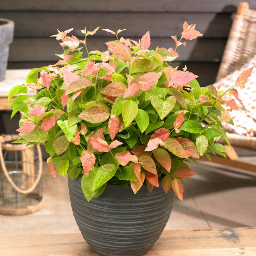 Myrtillier Flamingo - Vaccinium corymbosum (Plant habit)