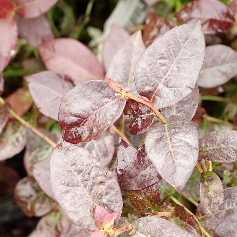 Vaccinium corymbosum Hortblue Petite - myrtillier d'Amérique (Foliage)