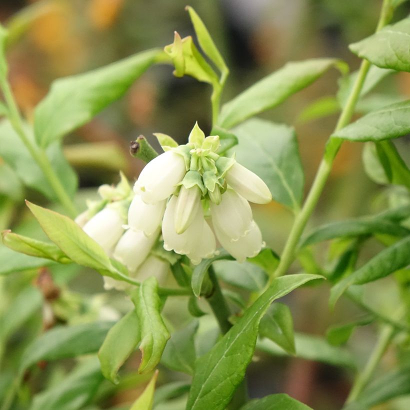 Vaccinium corymbosum Hortblue Petite - myrtillier d'Amérique (Flowering)