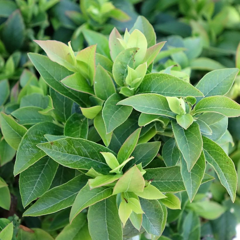 Vaccinium Tophat - myrtillier d'Amérique (Feuillage)