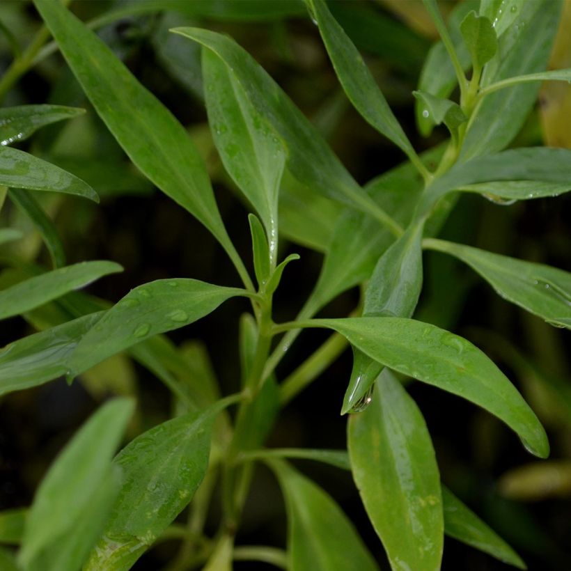 Valériane blanche, Centranthus ruber albus (Foliage)