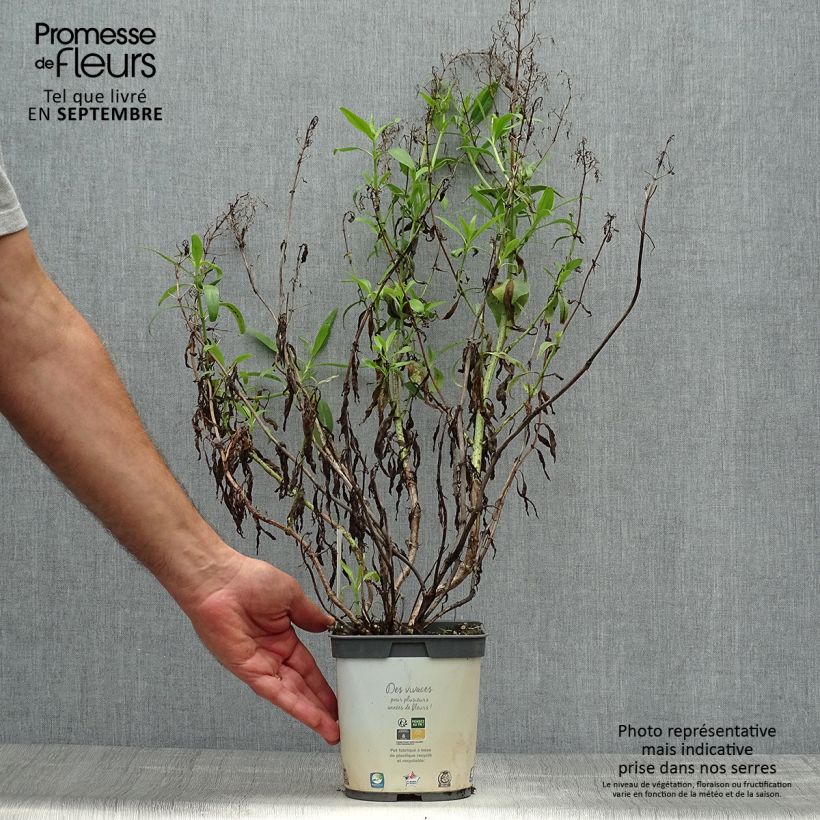 Spécimen de Valériane blanche, Centranthus ruber albus Pot de 2L/3L tel que livré en automne