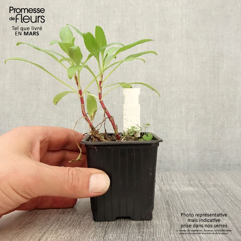 Example of Valériane des jardins - Centranthus ruber Godet de 8/9 cm as you get in printemps