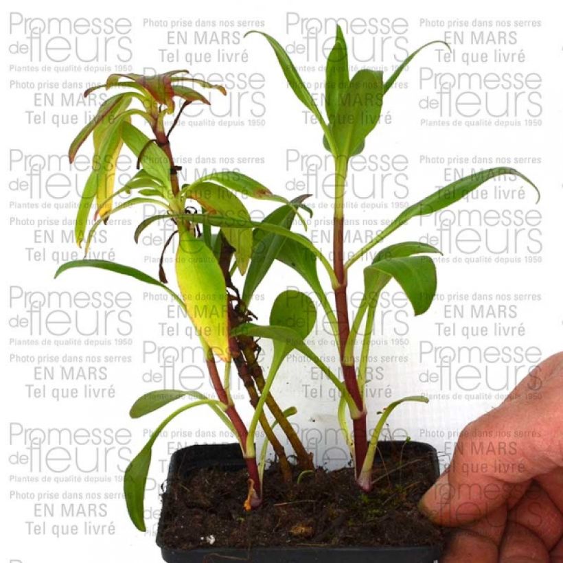 Exemple de spécimen de Valériane rose, Centranthus ruber Kempenhof Godet de 8/9 cm tel que livré