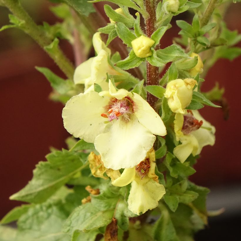 Verbascum Hybride Cotswold Queen (Flowering)