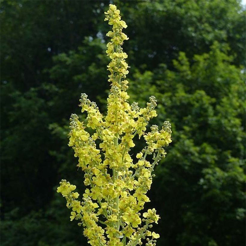 Verbascum olympicum - Molène d'Olympe (Flowering)