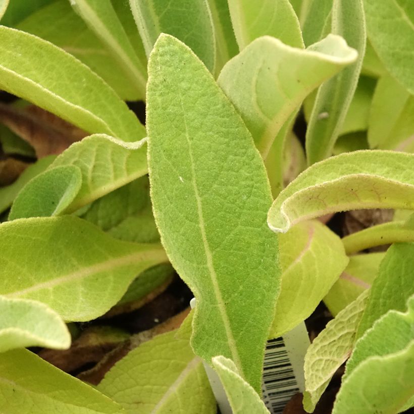 Verbascum olympicum - Molène d'Olympe (Foliage)