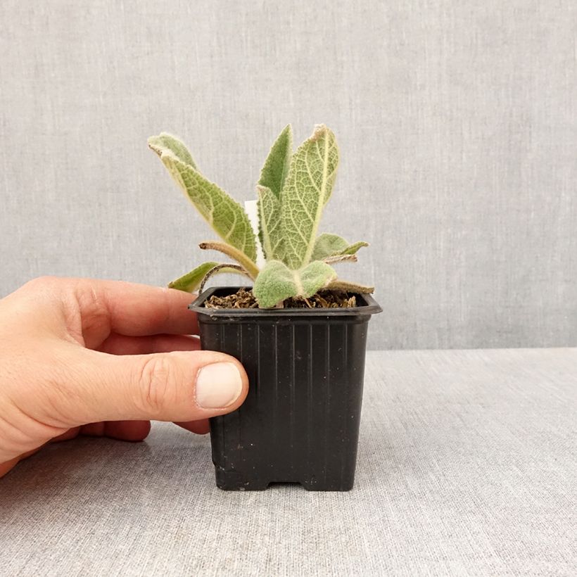 Example of Verbascum thapsus - Molène Bouillon blanc Godet de 8/9 cm as you get in printemps