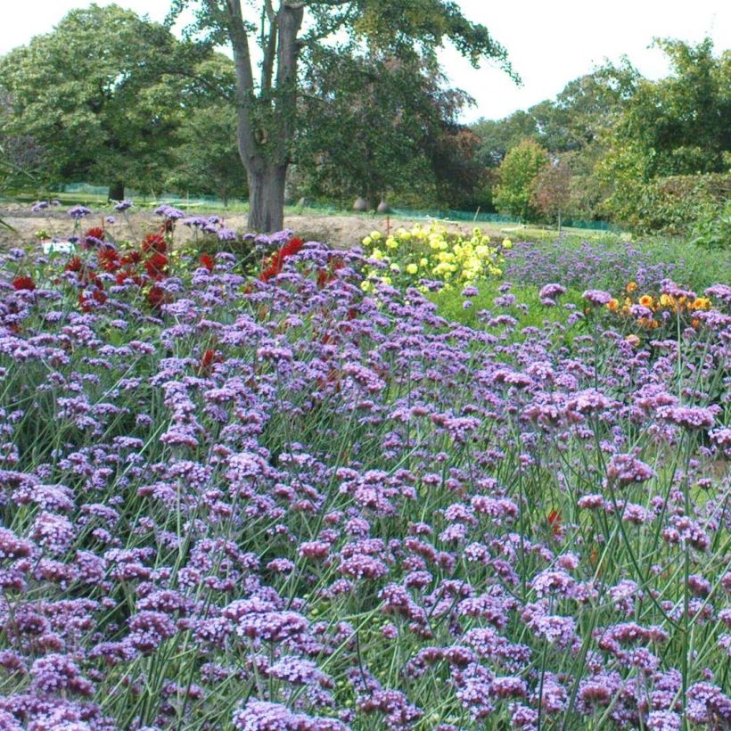 Verbena bonariensis - Verveine de Buenos Aires (Flowering)