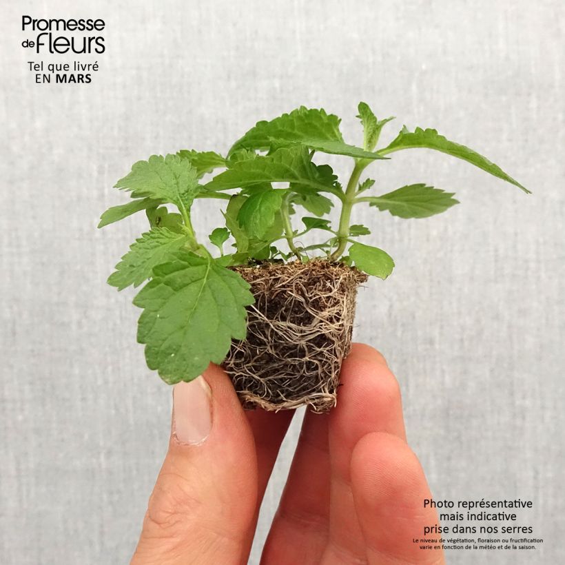 Example of Verbena bonariensis Vanity - Verveine de Buenos Aires Mini-motte Ø 3/4 cm as you get in printemps