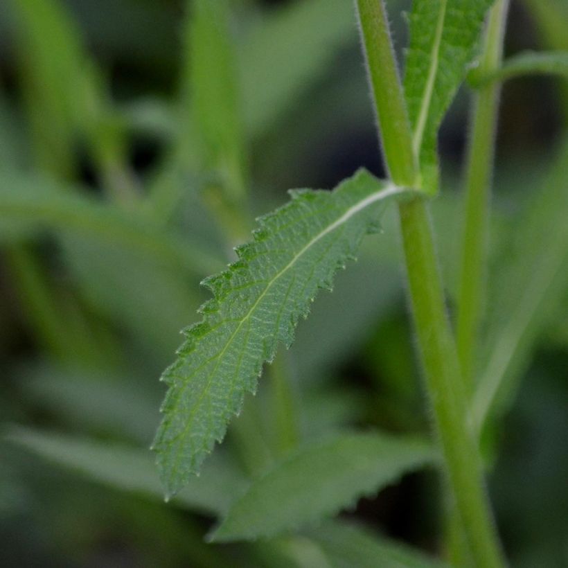 Verbena bonariensis - Verveine de Buenos Aires (Foliage)