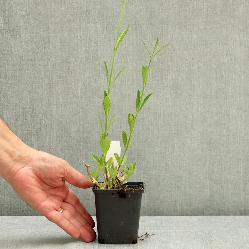 Spécimen de Verbena bonariensis - Verveine de Buenos Aires Godet de 8/9 cm tel que livré en été