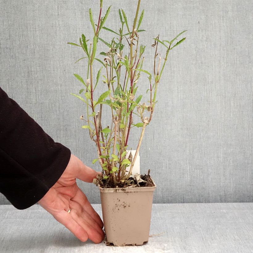 Spécimen de Verbena bonariensis - Verveine de Buenos Aires Godet de 8/9 cm tel que livré au printemps