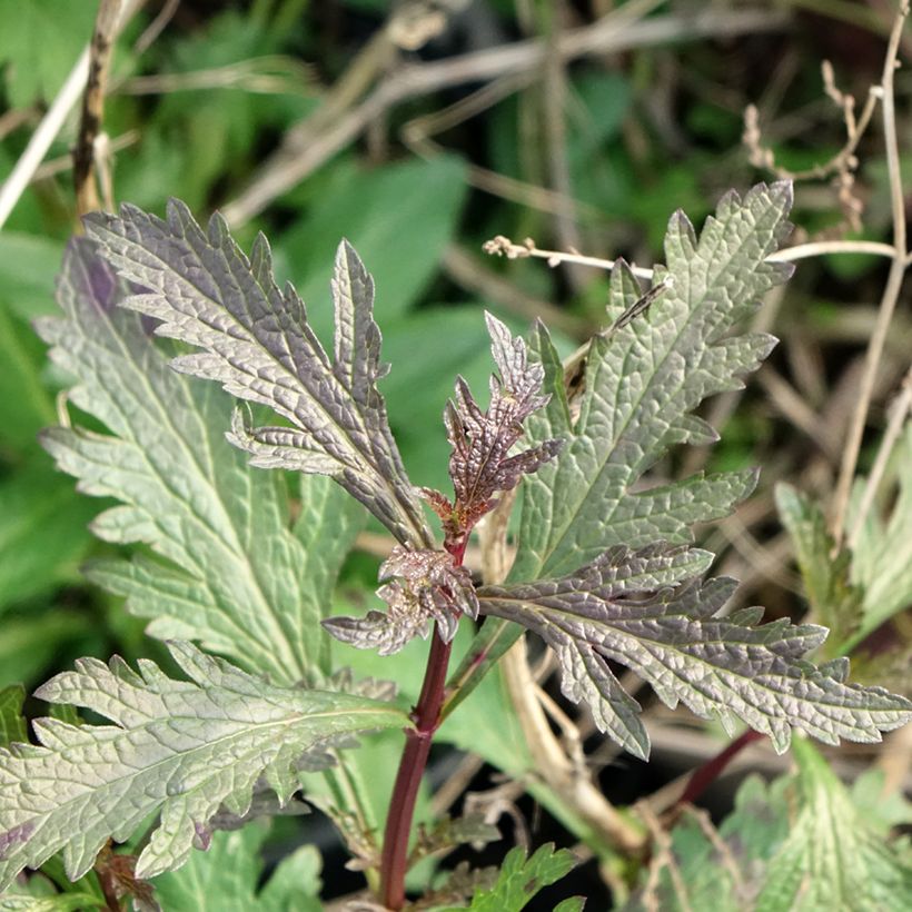 Verbena officinalis Bampton - Verveine officinale (Foliage)