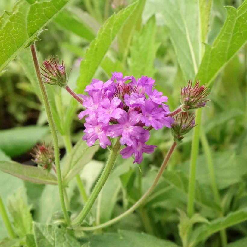Verbena rigida Venosa - Verveine rugueuse (Flowering)