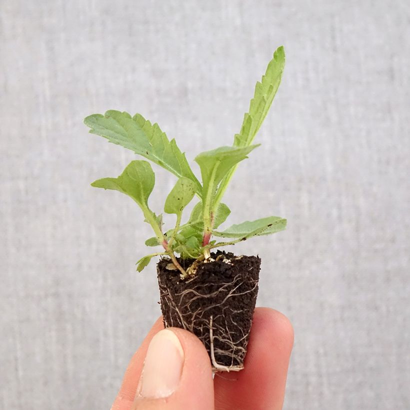 Example of Verbena rigida Venosa - Verveine rugueuse Mini-motte Ø 3/4 cm, Livré en plant vert de 5 à 10 cm de hauteur as you get in printemps