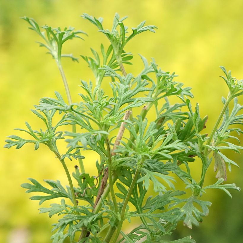 Verbena tenuisecta - Verveine mousse (Feuillage)