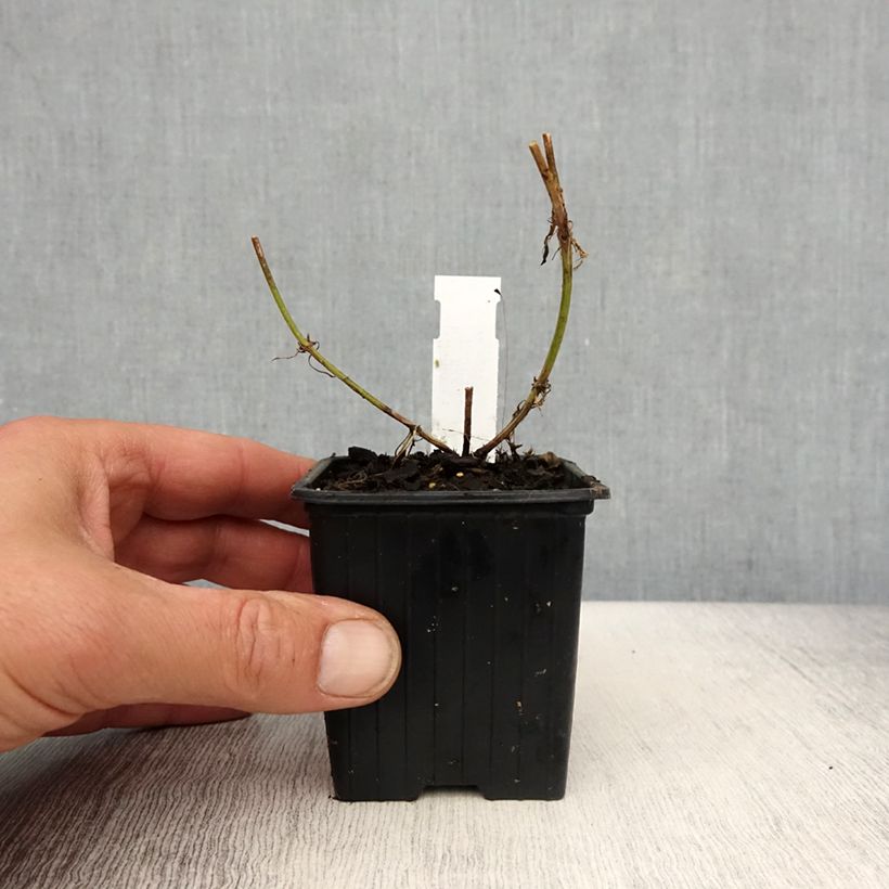 Example of Verbena tenuisecta - Verveine mousse Godet de 8/9 cm as you get in printemps