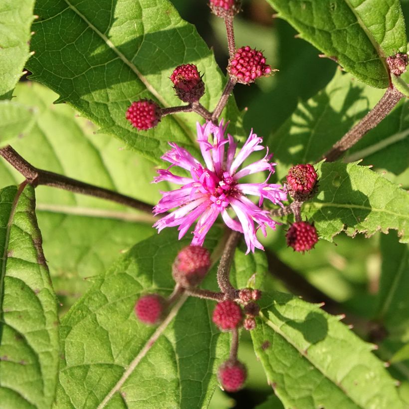 Vernonia arkansana - Vernone de l'Arkansas (Flowering)