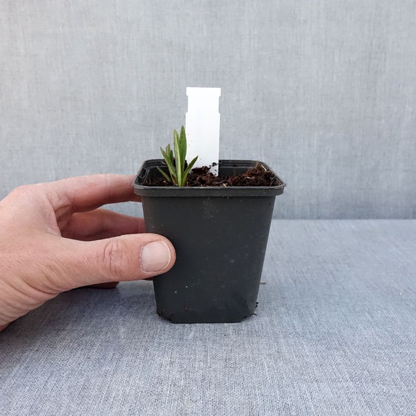 Example of Vernonia baldwinii Godet de 8/9 cm as you get in printemps