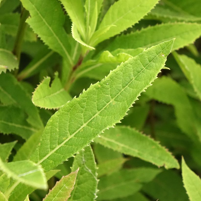 Vernonia crinita - Vernone (Foliage)