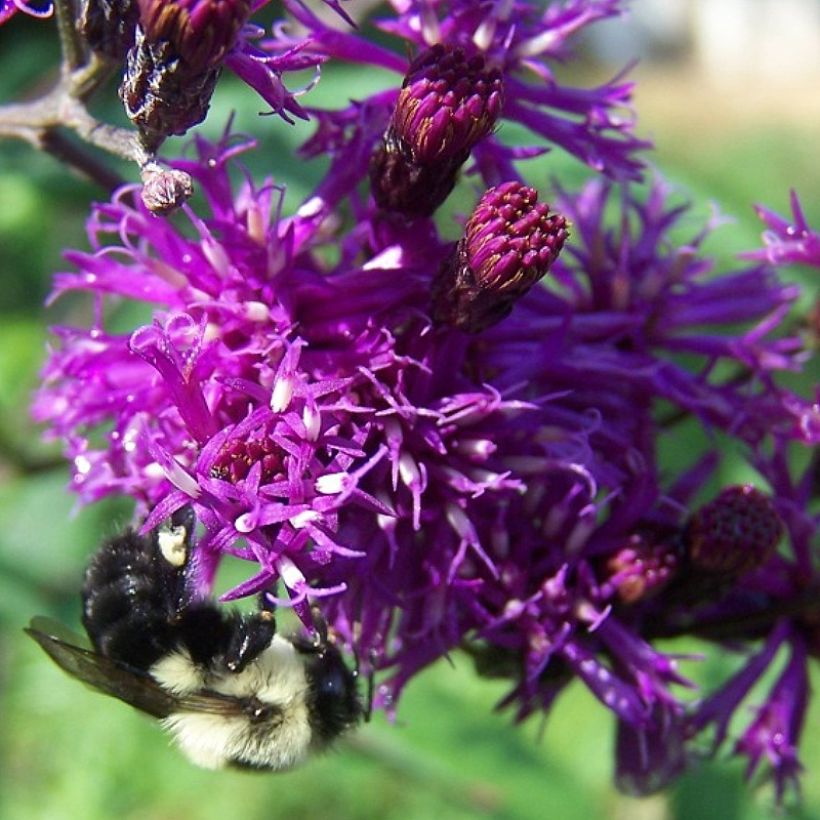 Vernonia gigantea - Vernonie géante (Flowering)