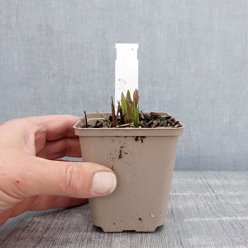 Example of Vernonia gigantea - Vernonie géante Godet de 8/9 cm as you get in printemps