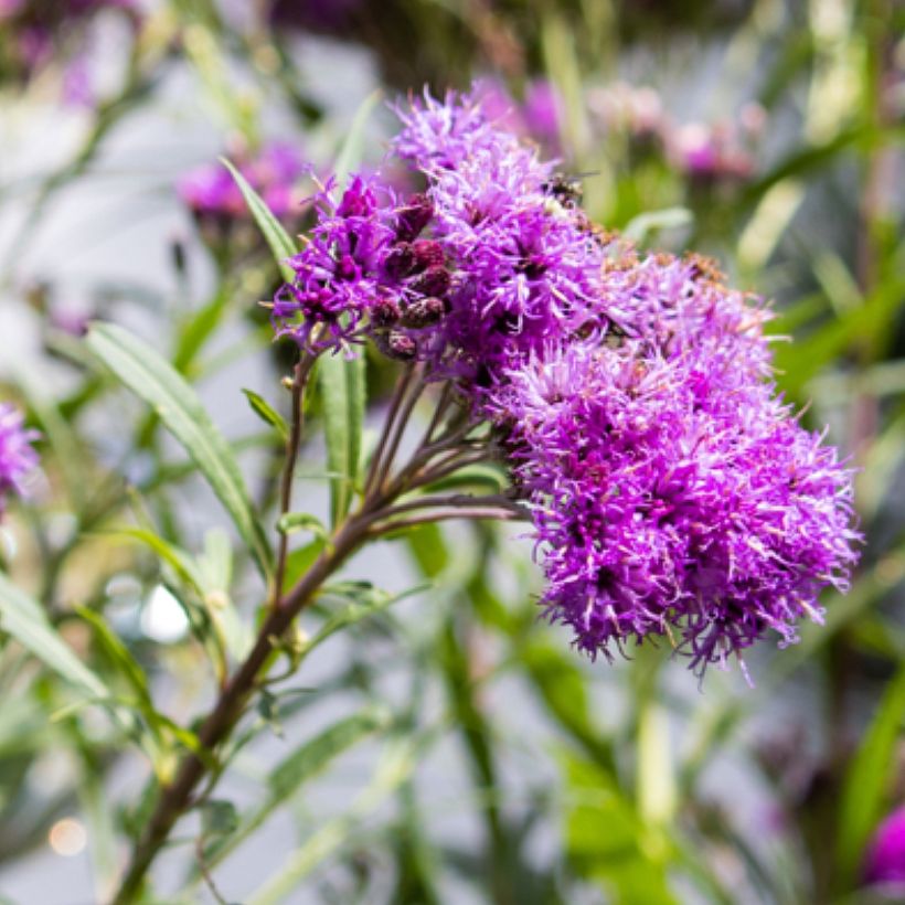 Vernonia lettermannii - Vernone de Letterman (Flowering)
