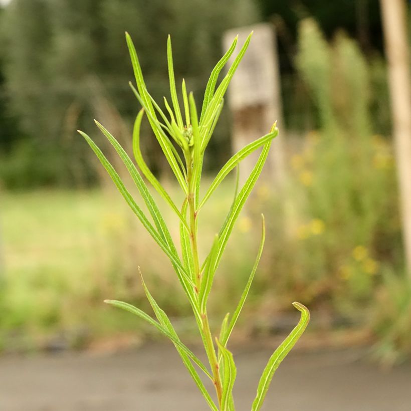 Vernonia lettermannii - Vernone de Letterman (Foliage)