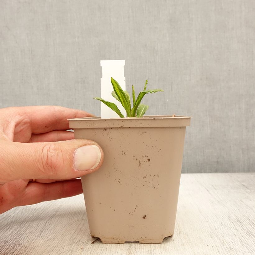 Example of Vernonia missurica - Vernone du Missouri Godet de 8/9 cm as you get in printemps