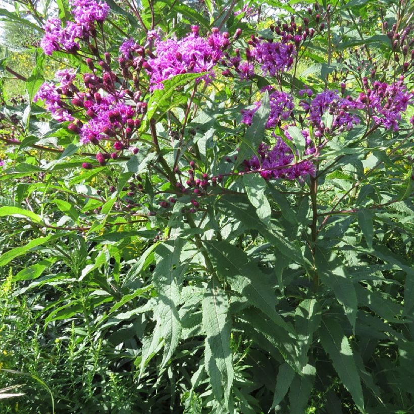 Vernonia missurica - Vernone du Missouri (Plant habit)